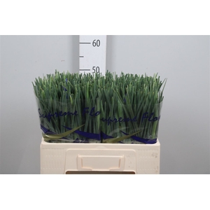 Iris Prof Blaauw