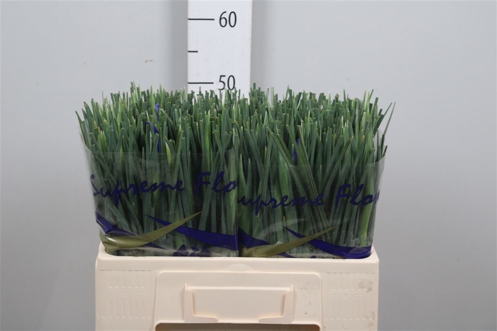 <h4>Iris Prof Blaauw</h4>