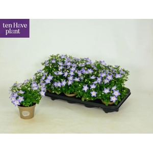 CAMP IS BERL BICOLOR