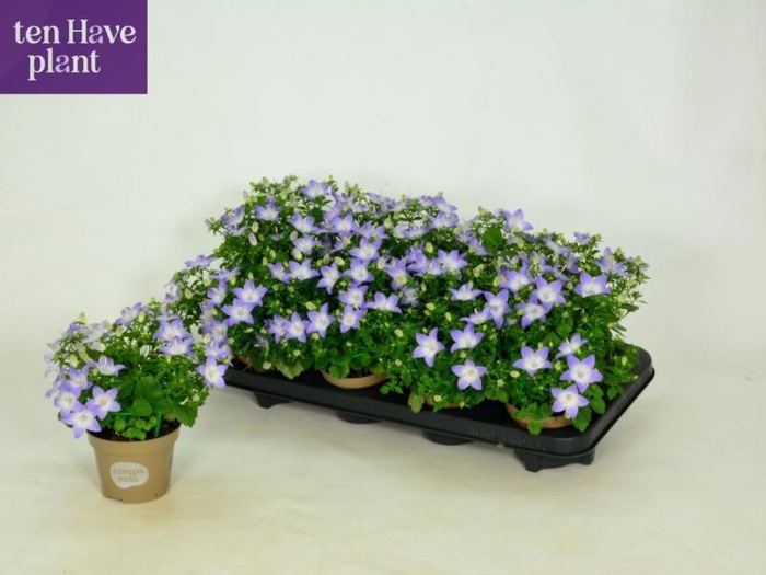 <h4>CAMP IS BERL BICOLOR</h4>