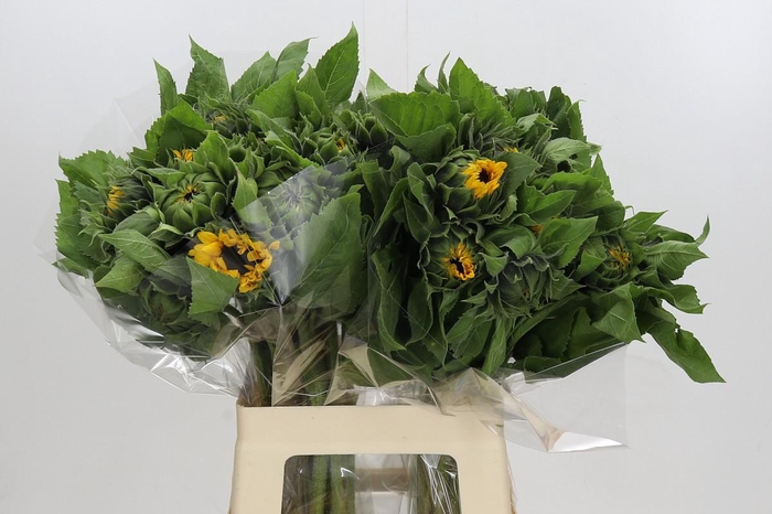 Helianthus Orange Fire