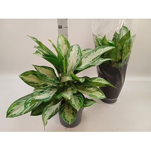 Aglaonema Silver Bay 21Ø 50cm 3pp