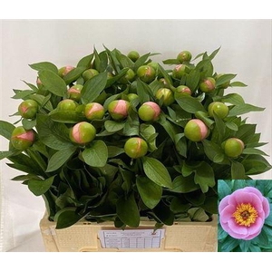 Paeo S Salmon Saucer