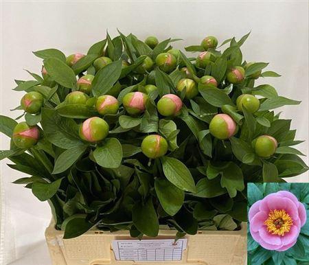 <h4>Paeo S Salmon Saucer</h4>