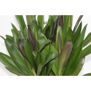 FOLHAGEM DRACENA POA