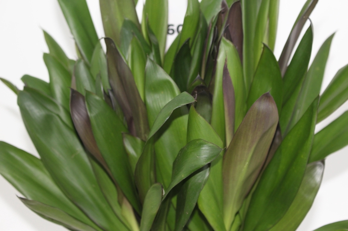 <h4>FOLHAGEM DRACENA POA</h4>