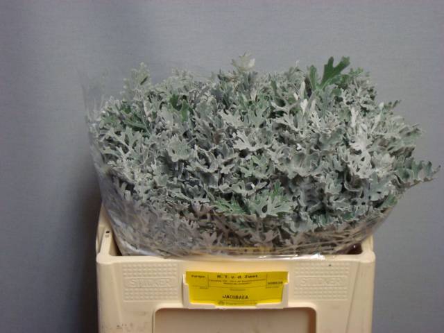<h4>JACOBAEA MARITIMA</h4>