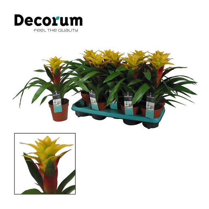 <h4>Guzmania Fancy Yellow-Red 13Ø 40cm</h4>