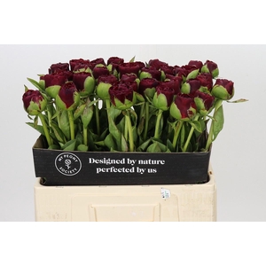 PAEONIA OLD FAITHFUL