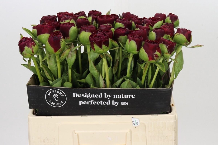 <h4>PAEONIA OLD FAITHFUL</h4>
