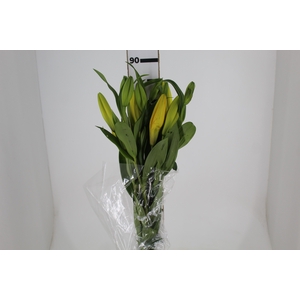 LIRIO EL DIVO 090 CM HT 3/4 FLS