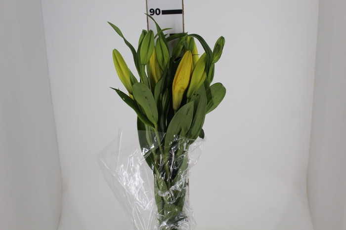 <h4>LIRIO EL DIVO 090 CM HT 3/4 FLS</h4>
