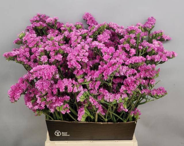 <h4>LIM S SIN ETERN PINK</h4>
