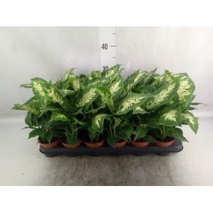 Dieffenbachia  'Compacta'