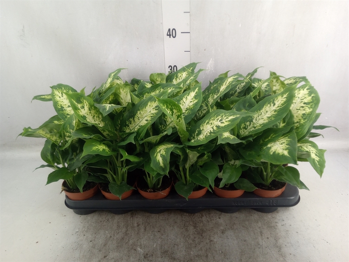 Dieffenbachia  'Compacta'