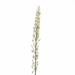 Af Eremurus Bud 109cm Cream