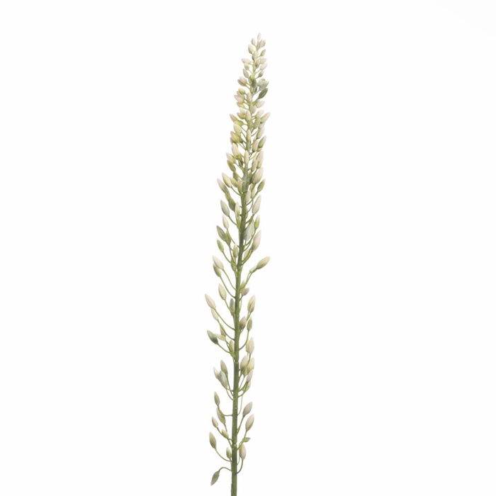 <h4>Af Eremurus Bud 109cm Cream</h4>