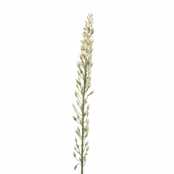 AF Eremurus Bud 109cm Cream