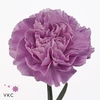 Dianthus st moonaqua