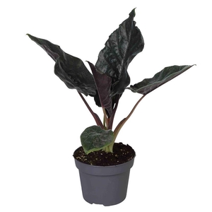 ALOCASIA HYBRID p12