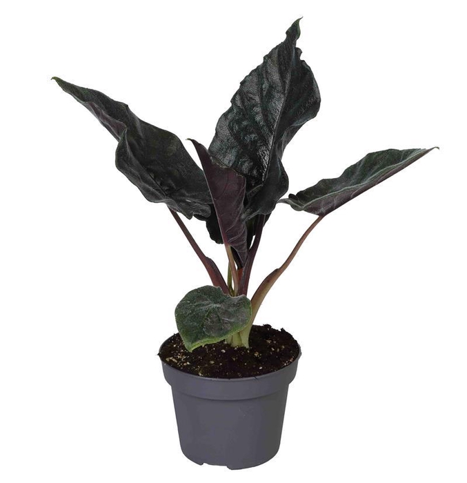 <h4>ALOCASIA HYBRID p12</h4>