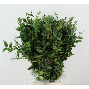 MYRTUS COM BS