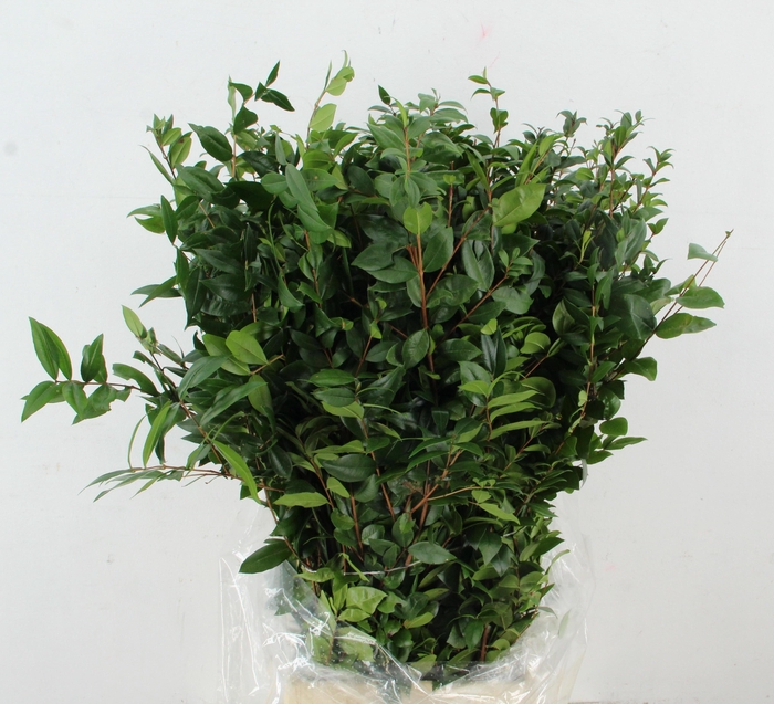 <h4>MYRTUS COM BS</h4>