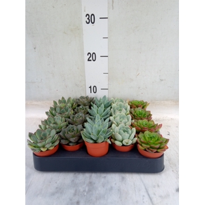 Echeveria   ...mix