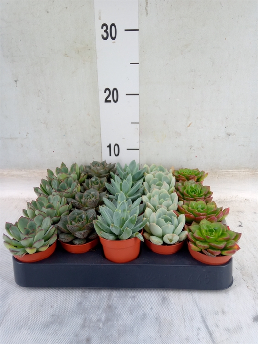 <h4>Echeveria   ...mix</h4>