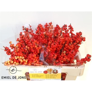 Ilex vert Oudijk's Orange L5