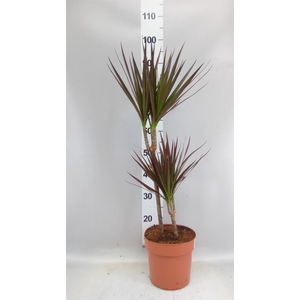 Dracaena marg. 'Magenta'