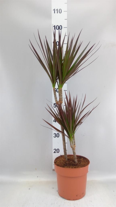 <h4>Dracaena marg. 'Magenta'</h4>