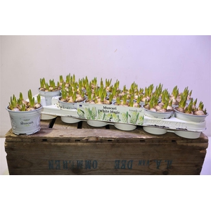 arr8 Muscar White Magic