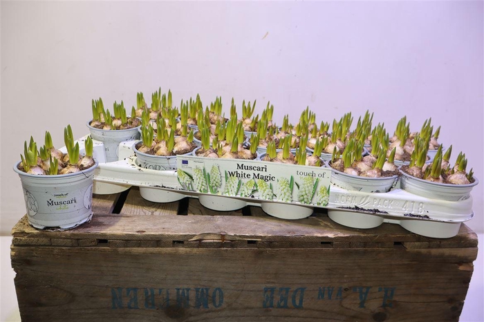 <h4>arr8 Muscar White Magic</h4>