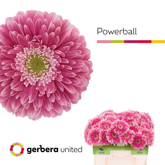 <h4>Gerbera Pomponi Power Ball Water</h4>