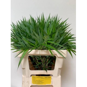 CAREX PH GR SPARKLER
