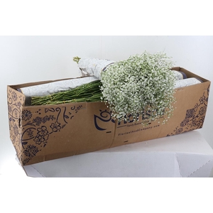 Gy Million Star 30 gr Box