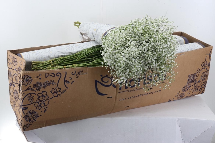 <h4>Gy Discovery 30gr Box</h4>