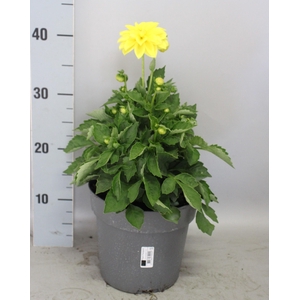 Dahlia 19 cm Yellow