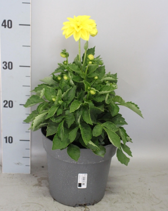<h4>Dahlia 19 cm Yellow</h4>