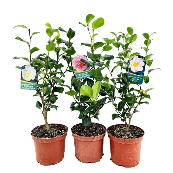 <h4>Camellia japonica</h4>