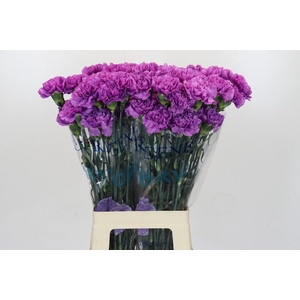 Dianthus St Florigene Moonlite