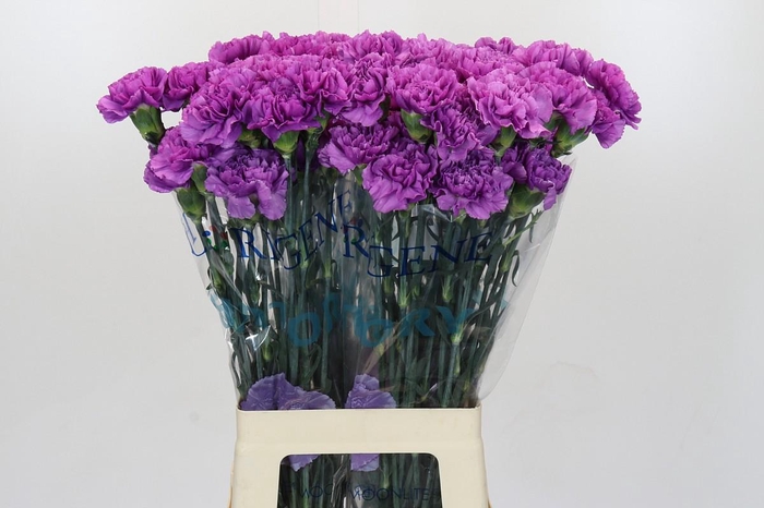 <h4>Dianthus St Florigene Moonlite</h4>