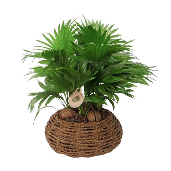 <h4>Livistona rotundifolia</h4>