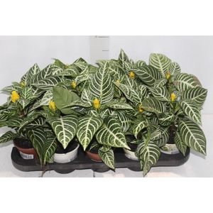 APHELANDRA P11 COM FLOR