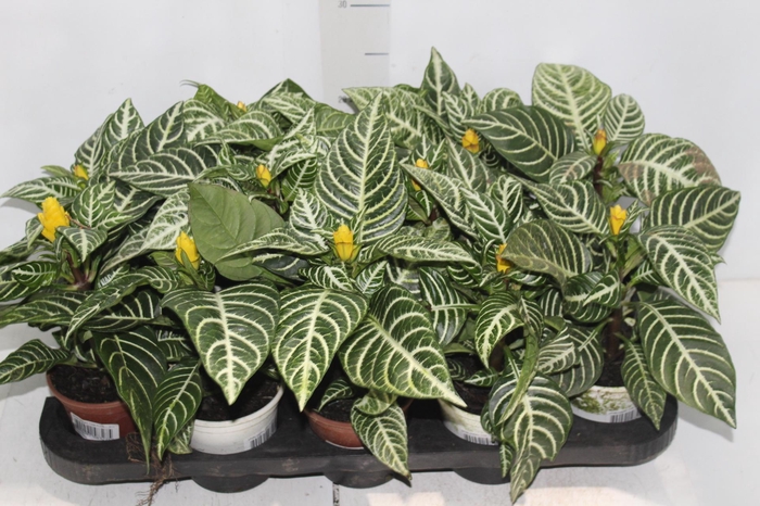 <h4>APHELANDRA P11 COM FLOR</h4>