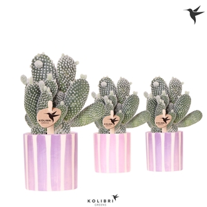 Kolibri Greens Opuntia white in Painted Stripe pot pink mix