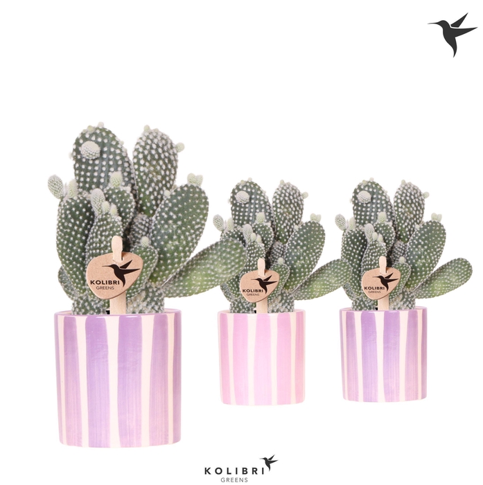 <h4>Kolibri Greens Opuntia white in Painted Stripe pot pink mix</h4>