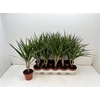 Dra Marginata