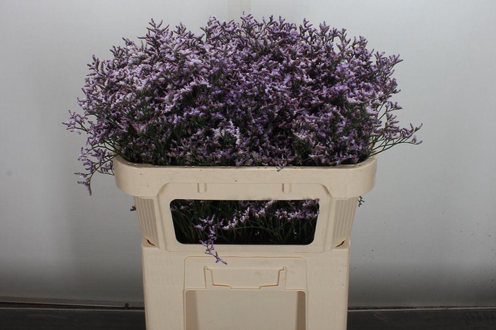 <h4>Lim Saf Lilac 80/40</h4>